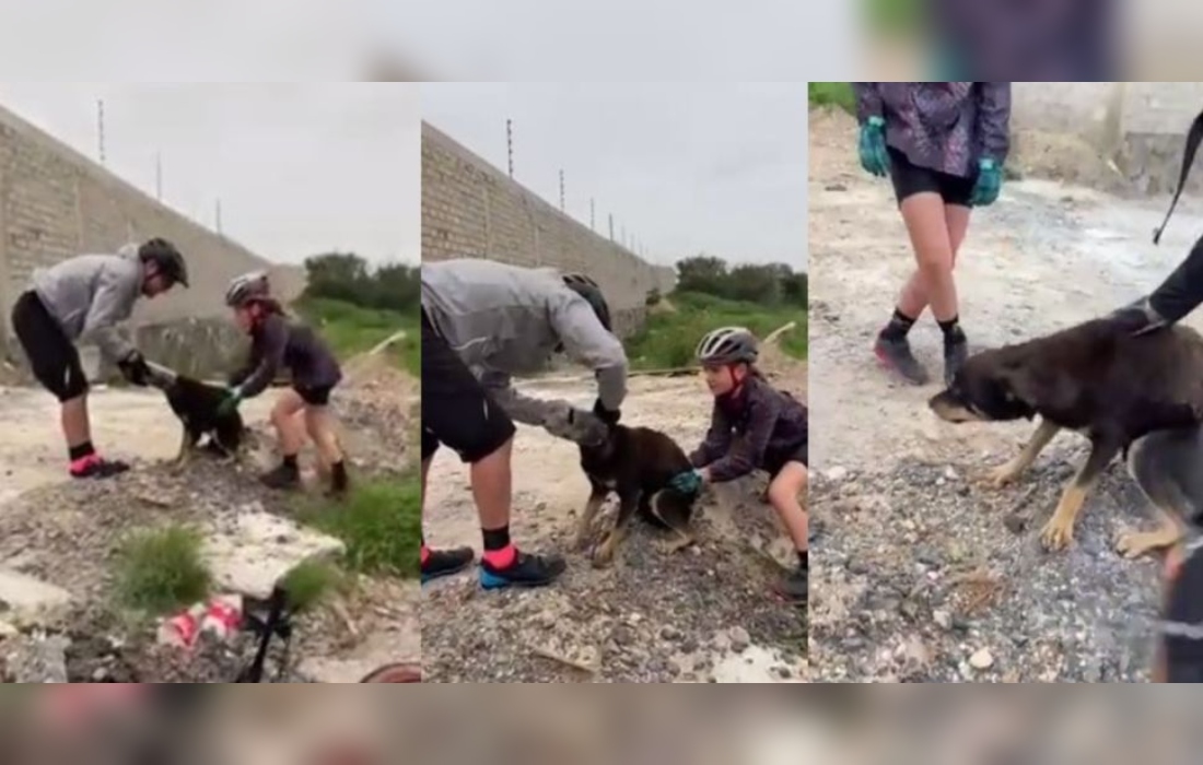 Rescatan ciclistas a perro atorado en botella de plástico en Querétaro