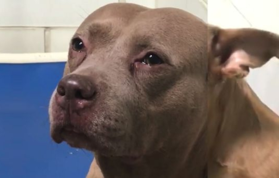 Viral: Familiares de ladrón piden sacrificar a pitbull que lo atacó